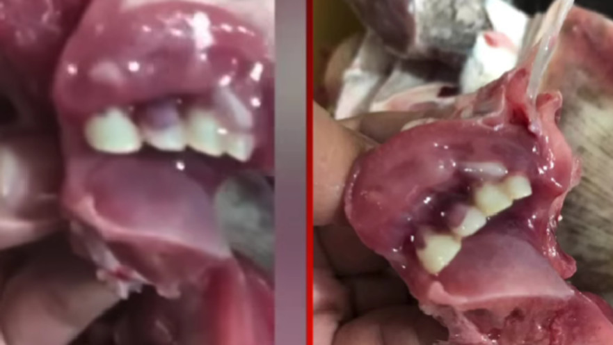 "לסת אנושית" בתוך הדג