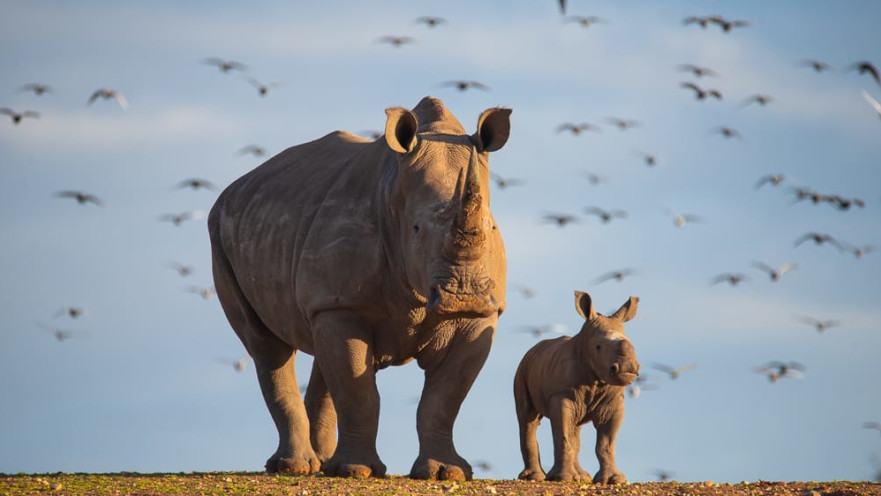 הספארי ברמת גן