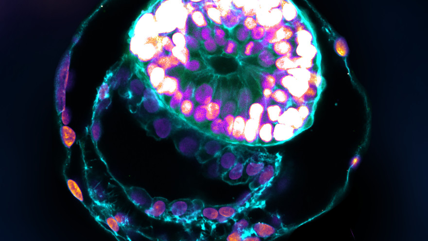 מודל מלאכותי של עובר אדם בשלב התפתחותי המקביל ליום 12