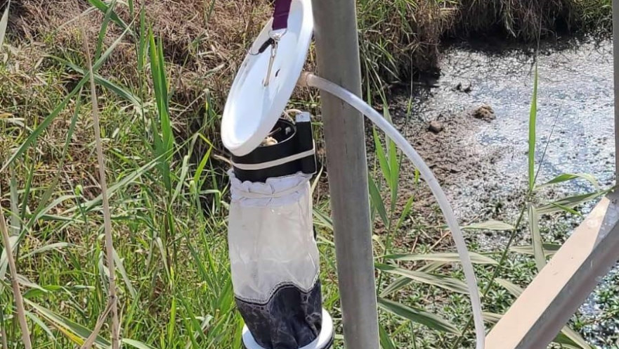 יתושות נגועות נמצאו