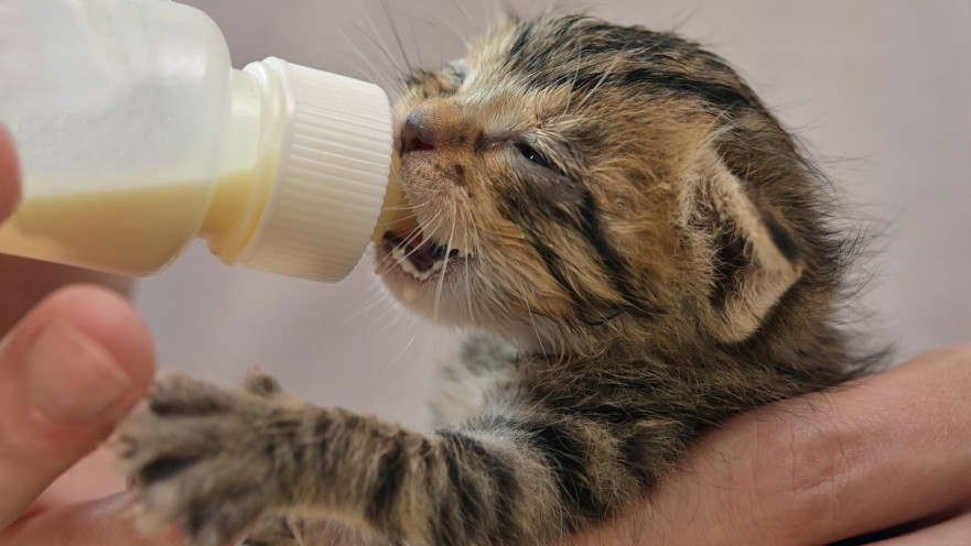 הייתה בטוחה שחילצה גור חתולים