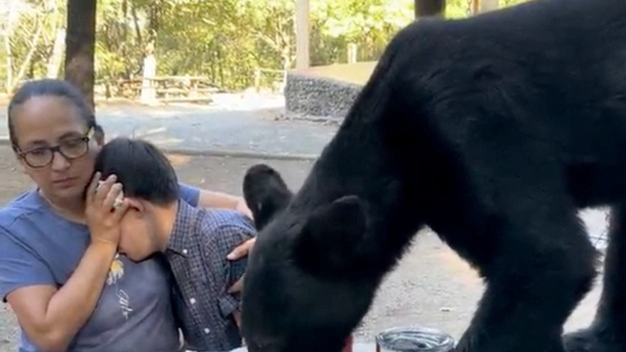 תיעוד מפחיד: הדוב זלל את ארוחת הצהריים