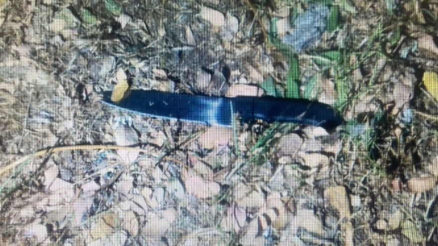 הסכין שבה השתמש הנאשם לדקור את חברו