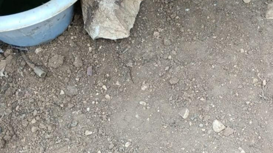 המקום בו בעלי החיים שתתו את הרעל