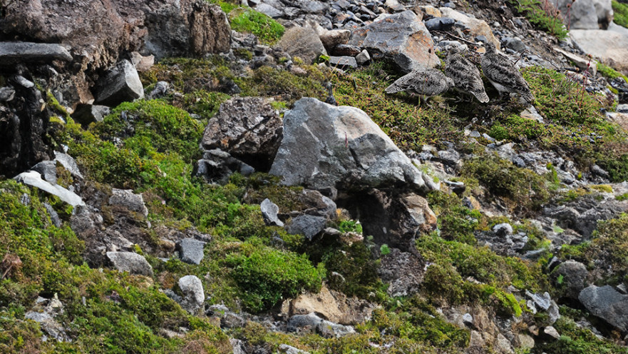מצאו את הציפורים בתמונה הזו