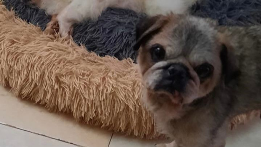 כלבים שננטשו או שבעליהם נרצחו ביישובי העוטף