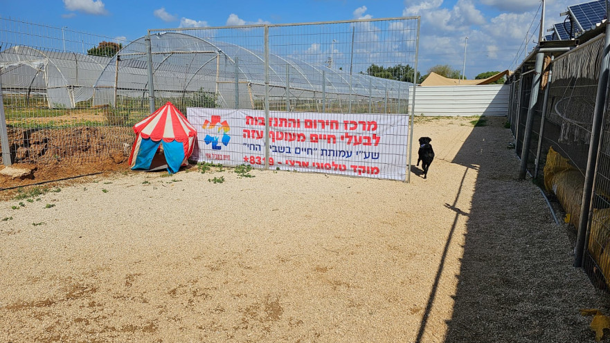 כלבים תחת אש: מלחמת חרבות ברזל פגעה באדם ובחי