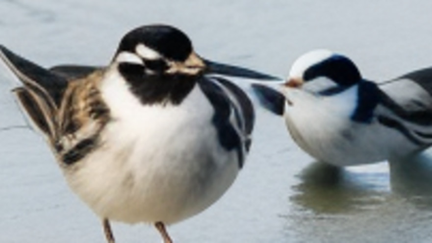 יכולים לזהות את המילה הסמויה?
