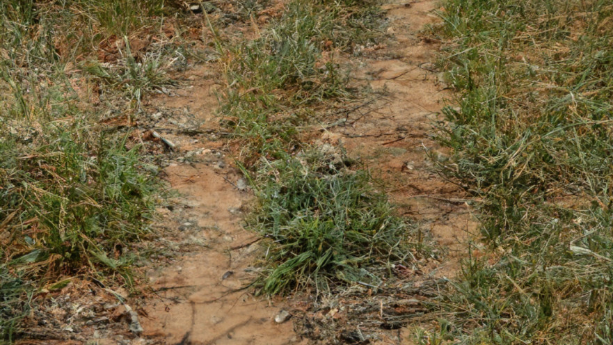 מצאו את הלטאה