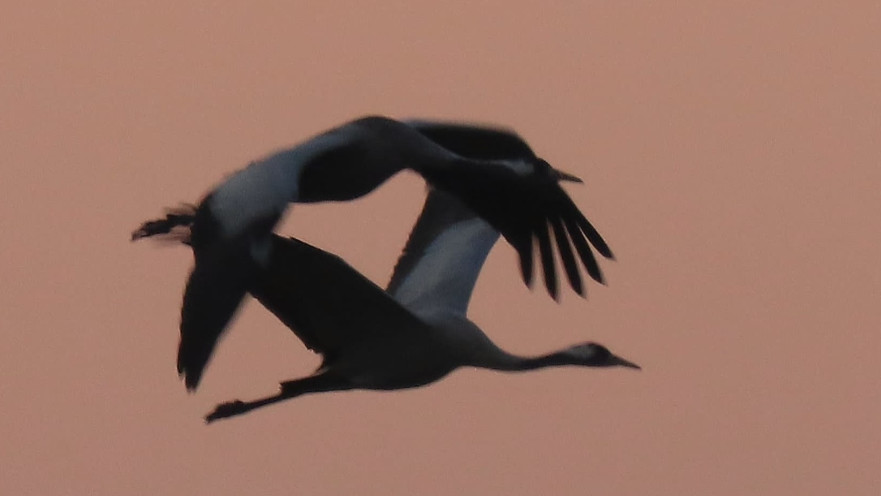 עגורים בעמק החולה