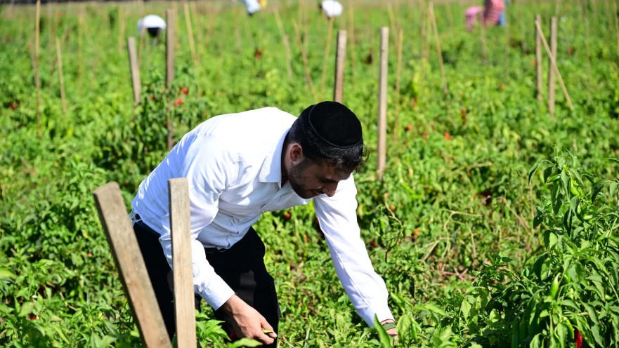 חרדים לחקלאות - בני הישיבות נרתמו לסיוע לחקלאי הדרום והעוטף 