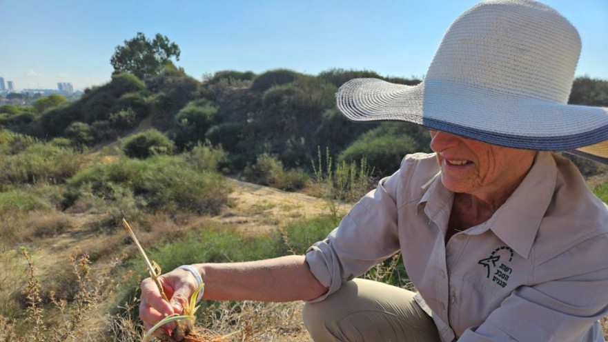 שתילת אירוס הארגמן בגבעת האירוסים
