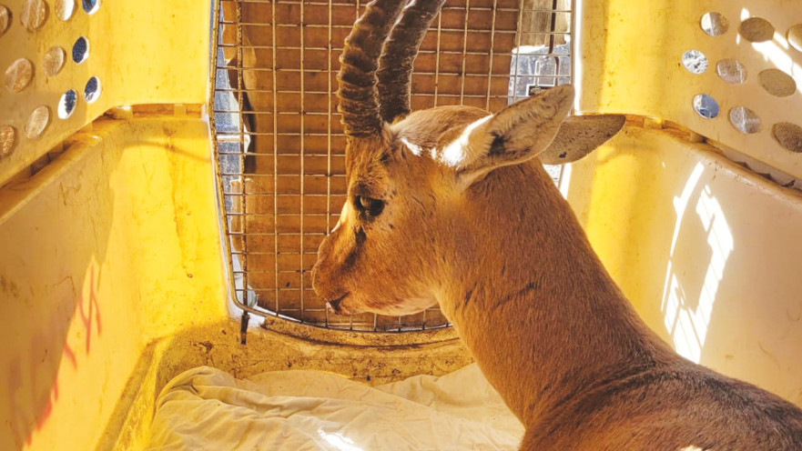 צבי שניצל על ידי חיילי מג"ב