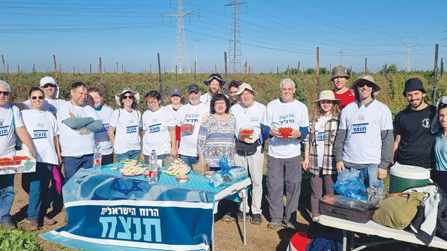מתנדבים לקטיף עגבניות בעמק חפר