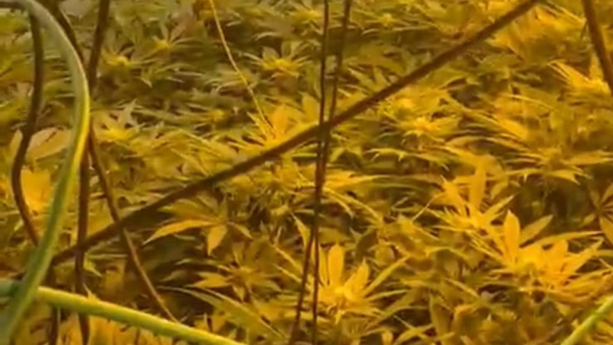 מעבדת הסמים שנחשפה בדירה בפתח תקווה