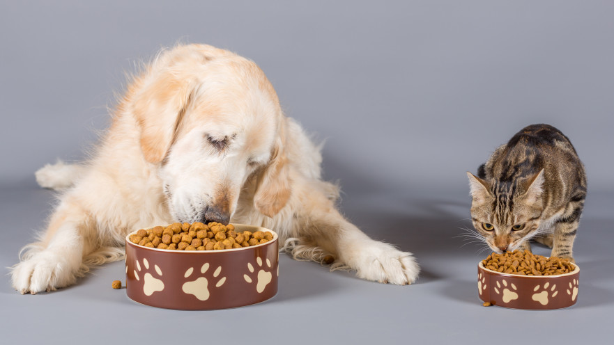 אכילה מרובה בקרב כלבים וחתולים
