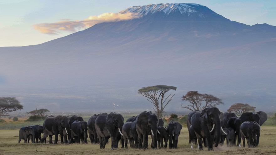 הספארי בקניה