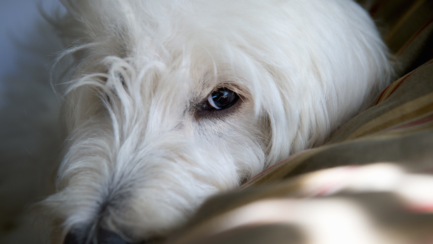 הכלב קרע וזלל את כל הכסף