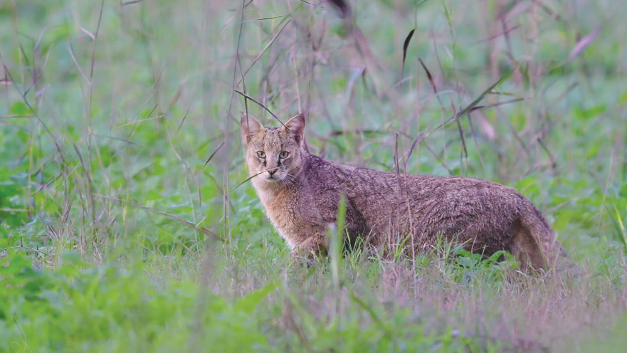 חתול הביצות 