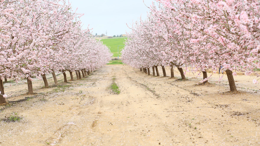 שדרת השקדיות בחבל יתיר 
