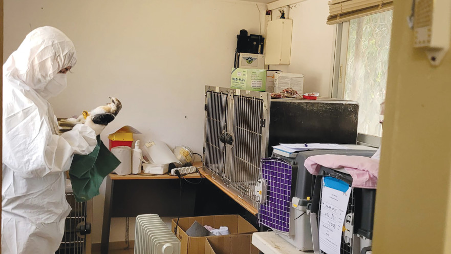 בידוד העופות העמק החולה 