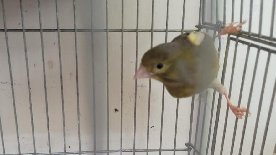 ציפור שיר שאותרה בבית בגליל