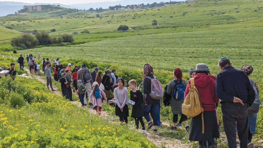 שתילת עצי זית