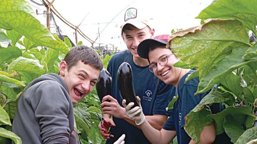 תלמידים מאמית בר אילן מתנדבים בחקלאות בערבה התיכונה