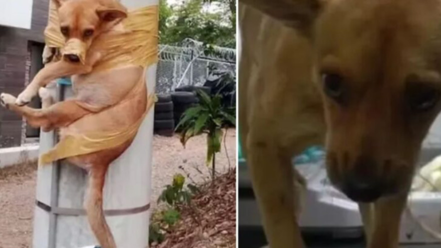 דוקי בן הארבע נקשר לעמוד תאורה רק כי עשה פיפי על הדשא של השכן