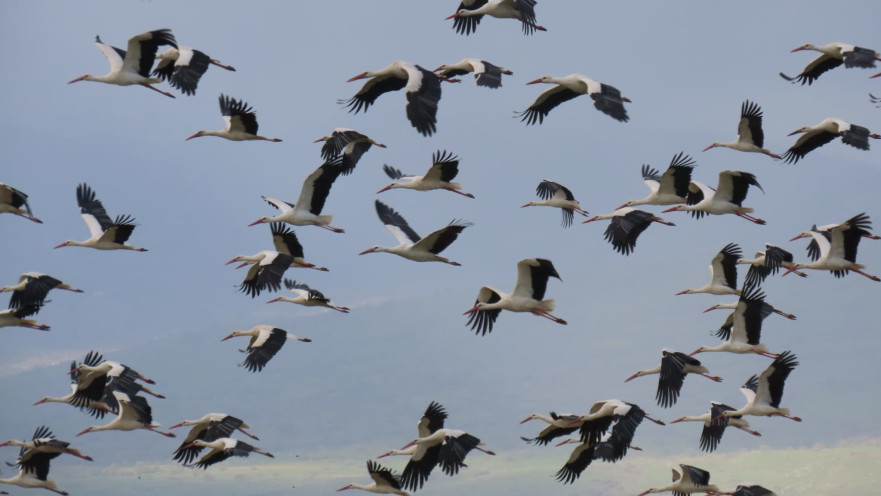 נדידת ציפורים