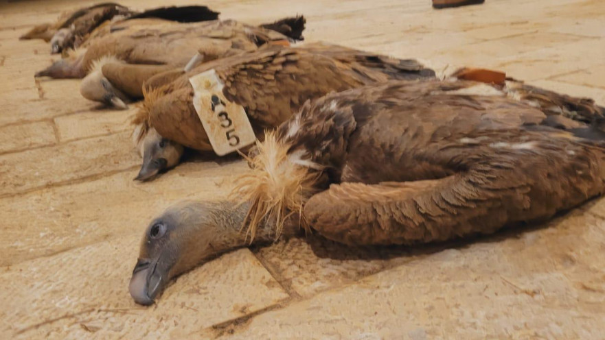 נשרים שהורעלו בדרום הארץ