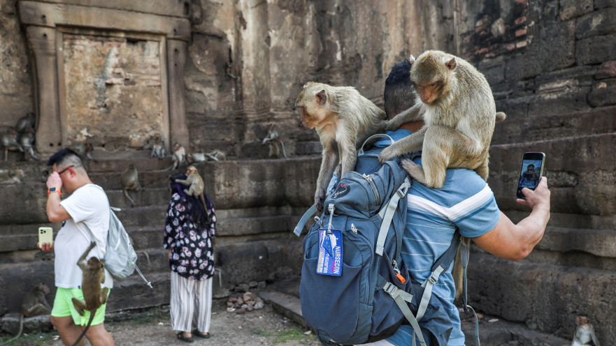 הקופים השתלטו על העיירה התאילנדית והמשטרה עצרה כמה מהם