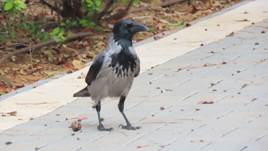עורב אפור, הציפור הנפוצה בישראל