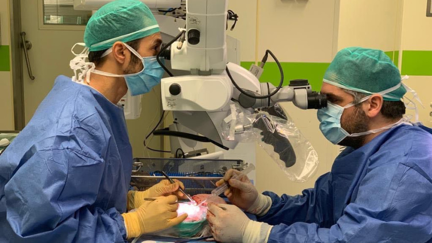 השתלת הכלייה