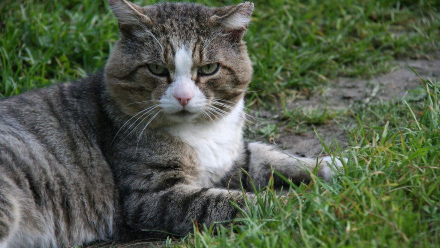 איך ייתכן שחתול רחוב יגרום לזוג להתגרש?