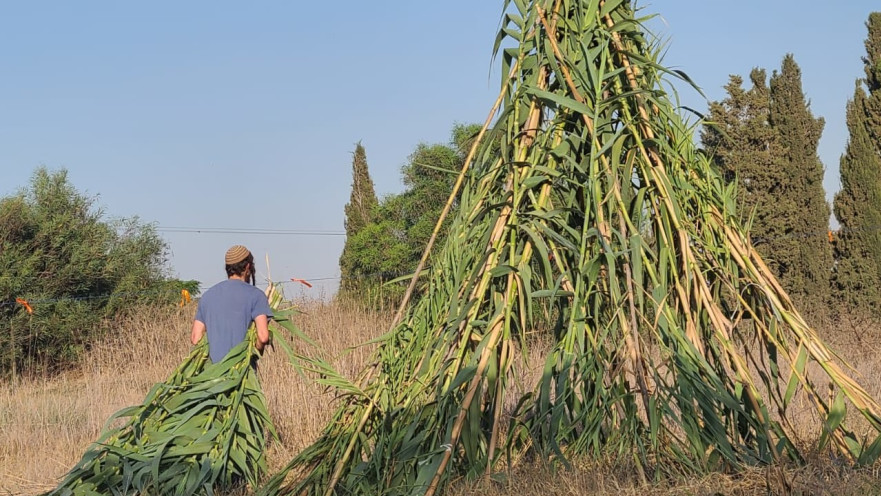התיישבות "אלי עזה"