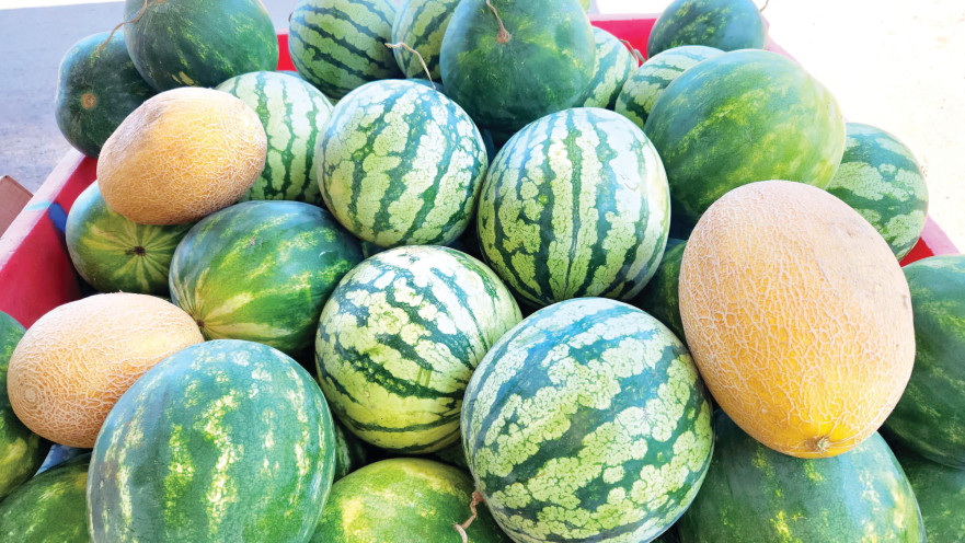 אבטיחים אורגניים של משק שדה ירוק