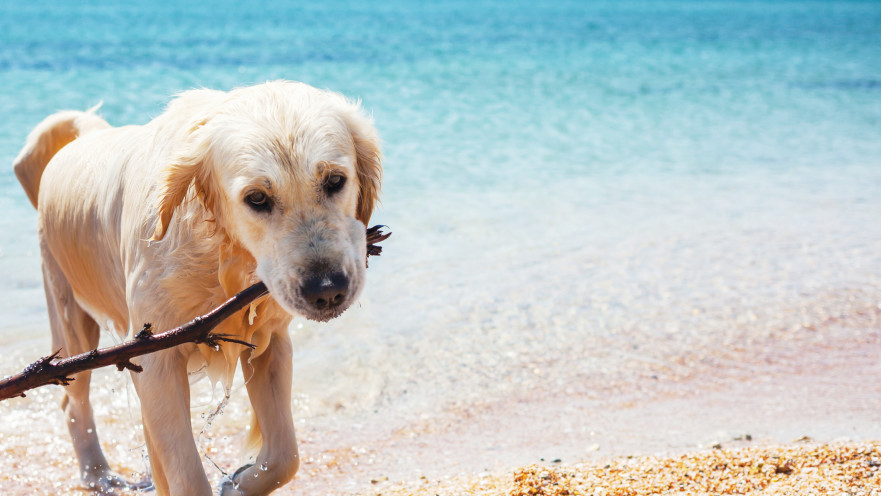 כלב בחוף הים