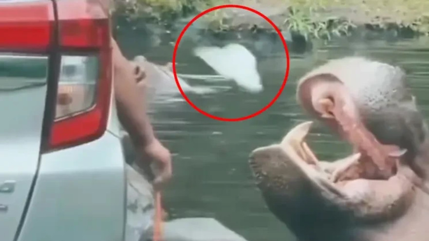 זרק שקית ניילון לפיו של היפופוטם