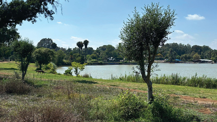 עצי הזית שנקלטו בתל אביב מהצפון 