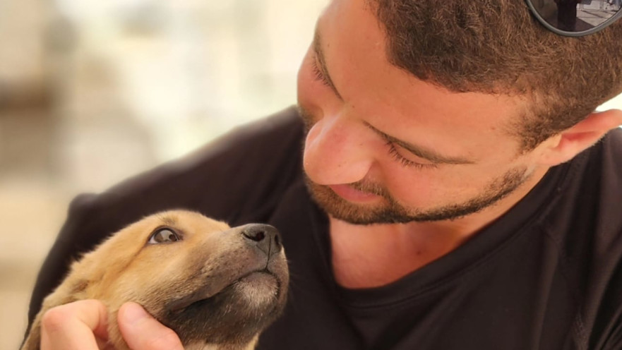 כלבים מהכלביה העירונית ירושלים