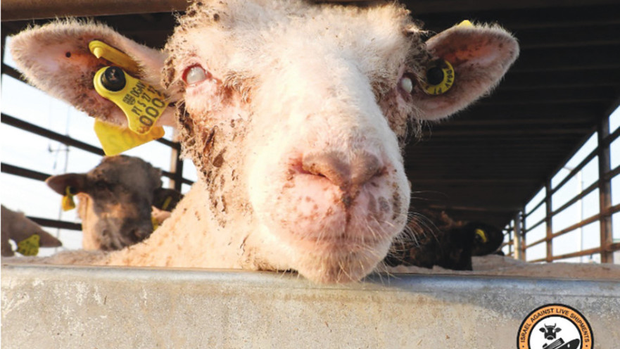 משלוחים חיים בתנאים מחרידים. טלה בדרך לשחיטה