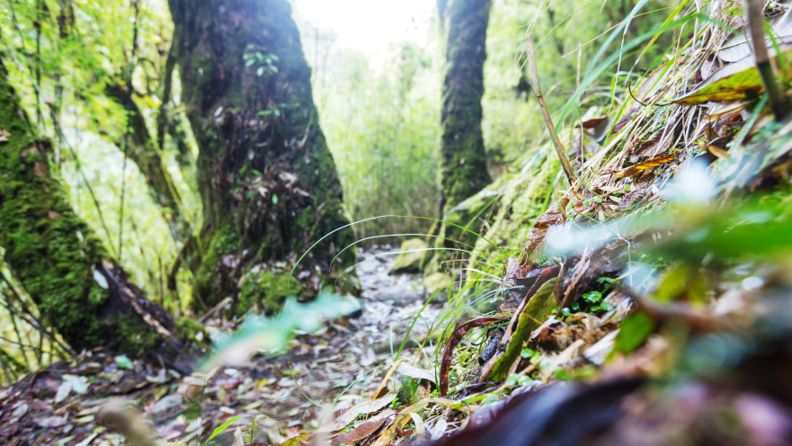 יער, אילוסטרציה