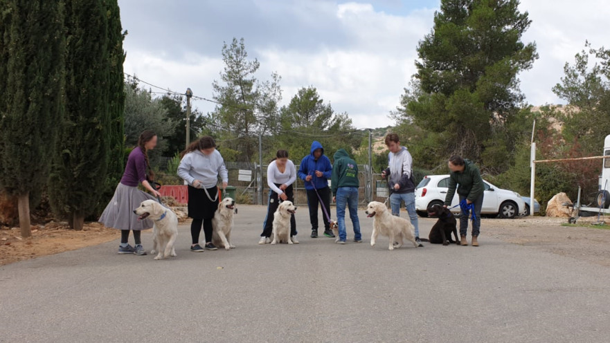 נערים מאלפים כלבים