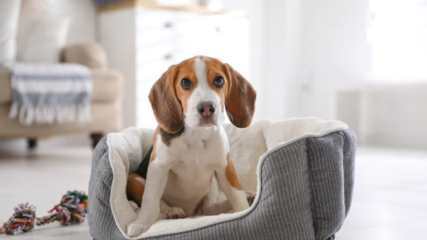 הכנות לקראת הגעת כלב חדש הביתה