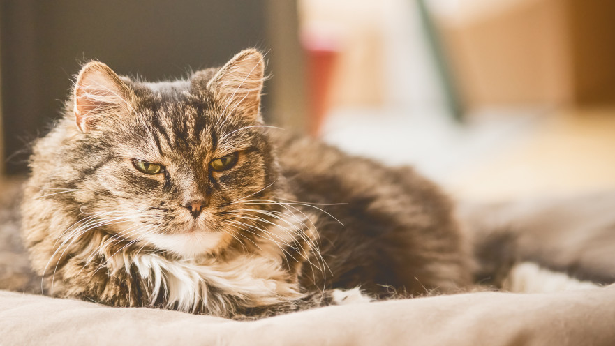 חתול, אילוסטרציה