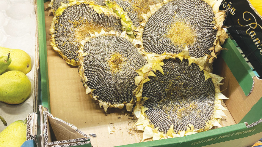 החמניות בלודז'. הבטתי מוקסם. לא קניתי. צילמתי