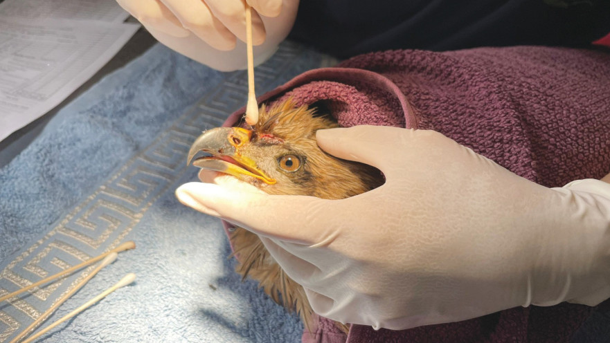 הצלת בעלי הכנף