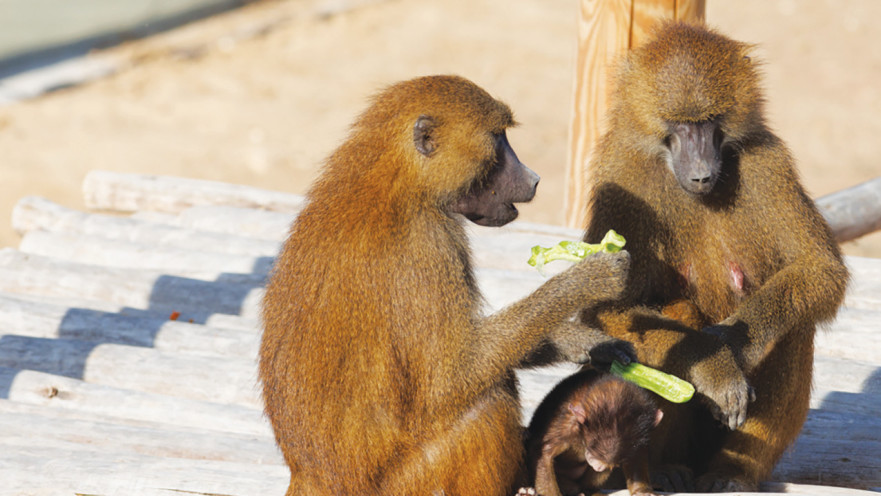 בבונים במדבריום פארק החיות