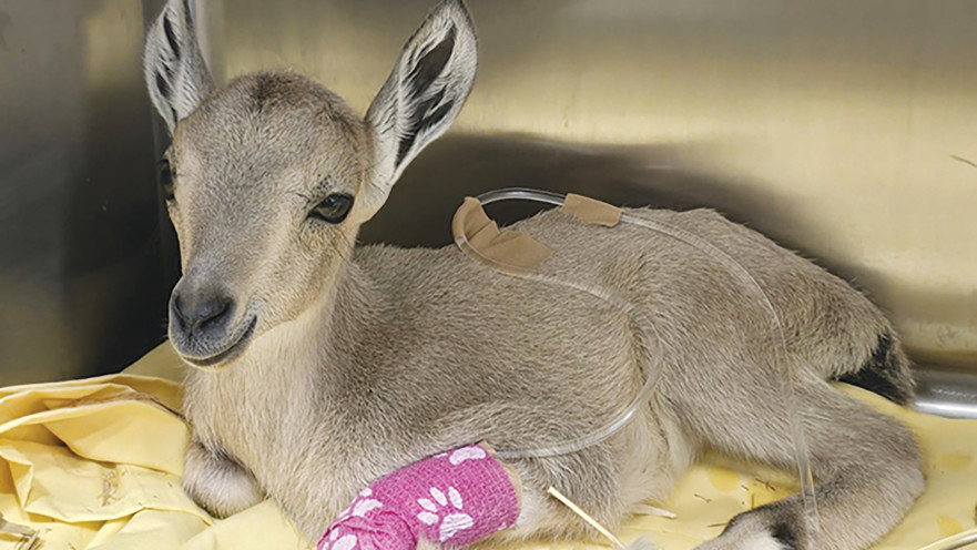 היעלה מירטל